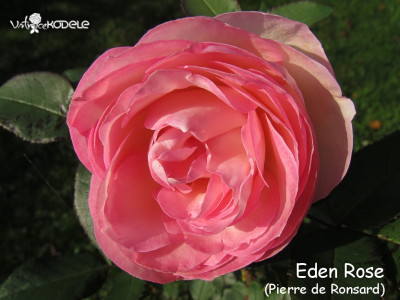 Eden Rose