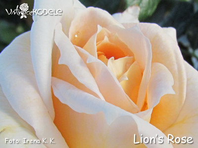 Lions-Rose