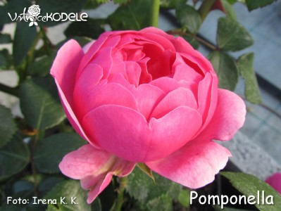 Pomponella