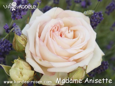 Madame Anisette