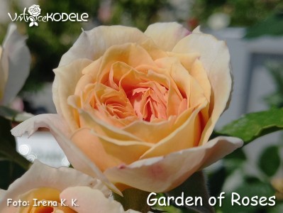 Garden of Roses