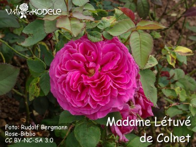 Mme. Létuvé de Colnet