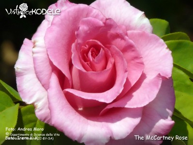 The McCartney Rose