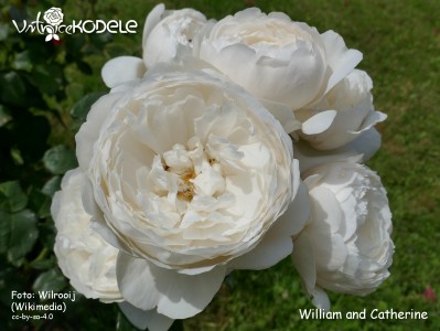 William and Catherine