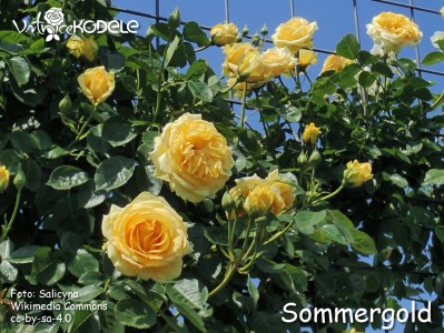 Sommergold