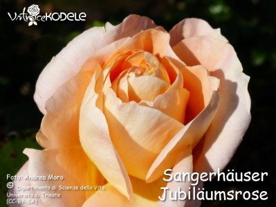 Sangerhäuser Jubiläumsrose