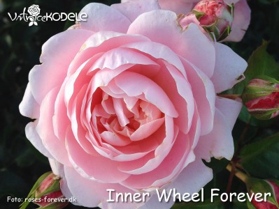 Inner Wheel Forever