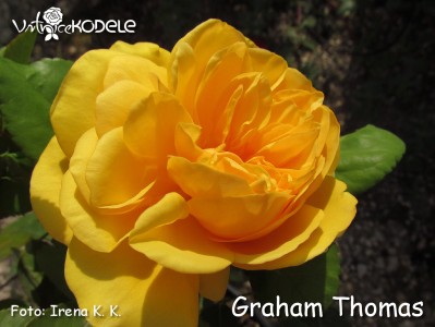 Graham Thomas