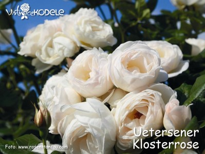 Uetersener Klosterrose