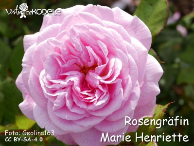 Rosengräfin Marie Henriette