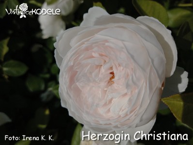 Herzogin Christiana