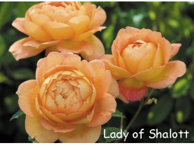 Lady of Shalott