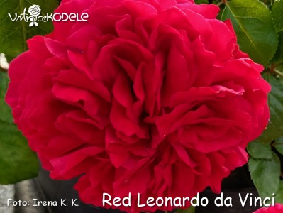 Red Leonardo da Vinci
