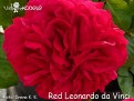 Red Leonardo da Vinci