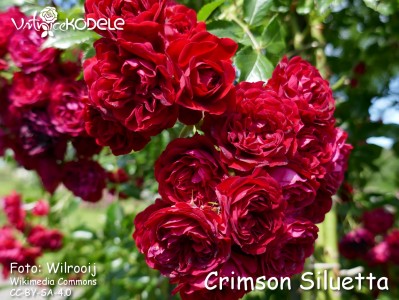 Crimson Siluetta