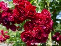 Crimson Siluetta