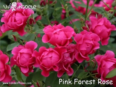 Pink Forest Rose