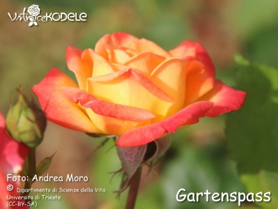 Gartenspass