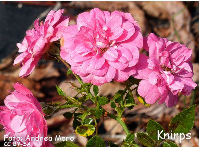 Knirps - deblo 55 cm