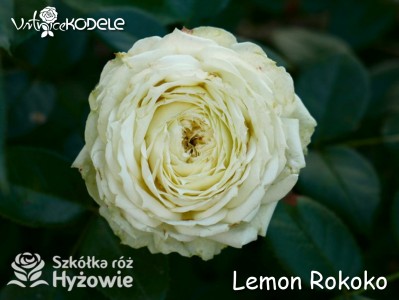 Lemon Rokoko