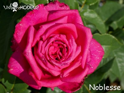 Noblesse
