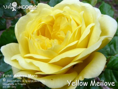 Yellow Meilove