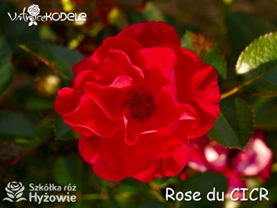 Rose du CICR