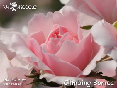 Climbing Bonica