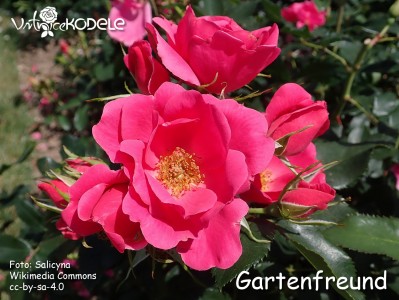 Gartenfreund