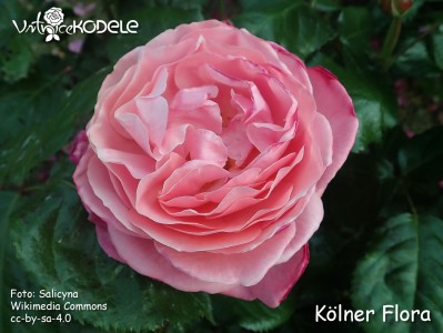 Kölner Flora