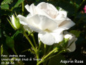 Aspirin Rose