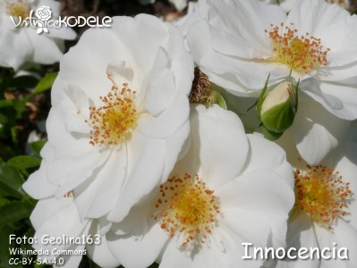 Innocencia