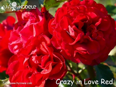 Crazy in Love Red