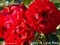 Crazy in Love Red