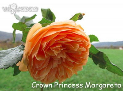 Crown Princess Margareta